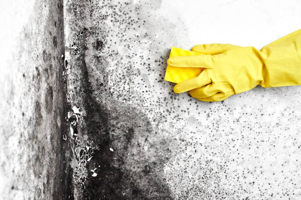 Crawl Space Mold Removal in Blytheville, AR