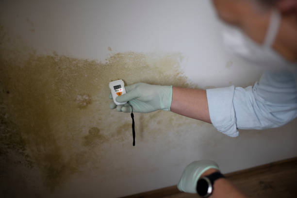 Mold Removal Process in Blytheville, AR