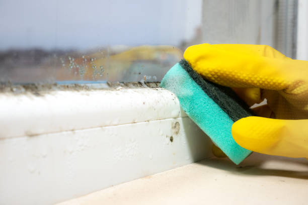 Best Residential Mold Removal  in Blytheville, AR