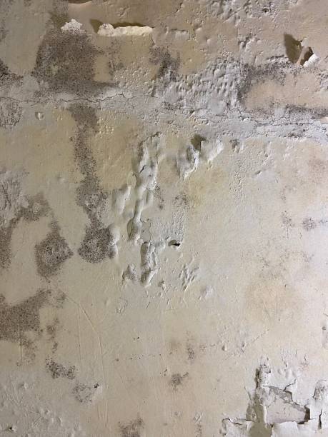 Best Local Mold Removal Service  in Blytheville, AR